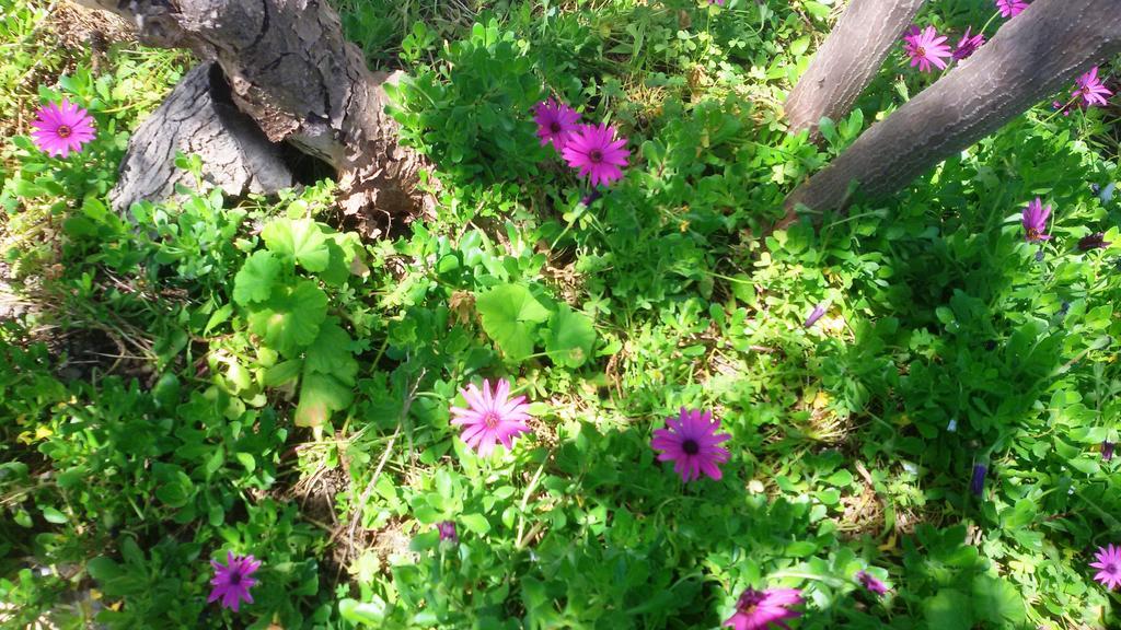 Seafront Apartments Garden House Taormina Ngoại thất bức ảnh